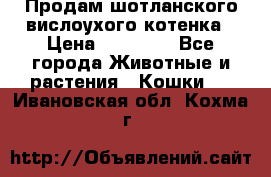 Продам шотланского вислоухого котенка › Цена ­ 10 000 - Все города Животные и растения » Кошки   . Ивановская обл.,Кохма г.